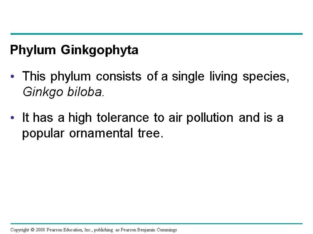 Phylum Ginkgophyta This phylum consists of a single living species, Ginkgo biloba. It has